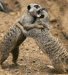 meerkats
