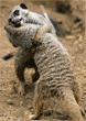meerkats