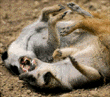 meerkats