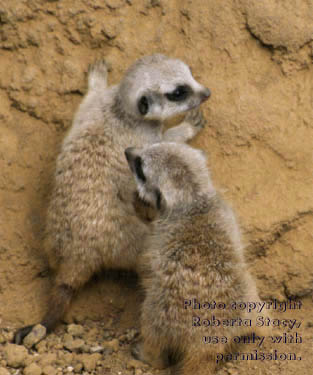 27-day-old meerkat babies