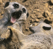 meerkats