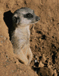 meerkats