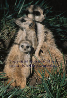 meerkat adults with 40-day-old babies