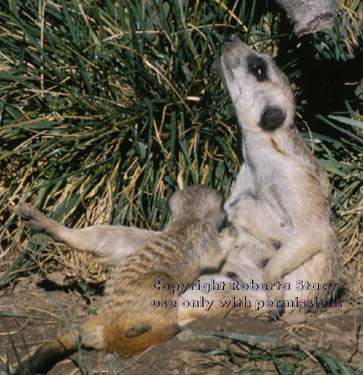meerkat with her 7-week-old kit