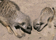 meerkats