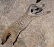 meerkats