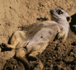 meerkats