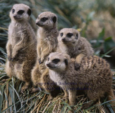 adult meerkats