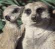 meerkats