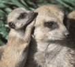 meerkats