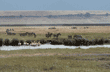 zebras & pelicans Tanzania