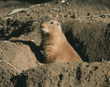 black-tailed prairie dog