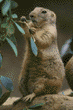 black-tailed prairie dog