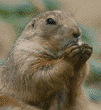 black-tailed prairie dog