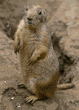 black-tailed prairie dog