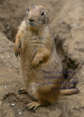 black-tailed prairie dog