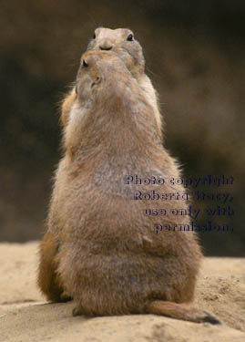 black-tailed prairie dogs