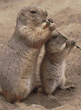 prairie dog adult and baby