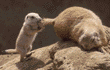 prairie dog baby & adult