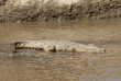 Nile crocodile