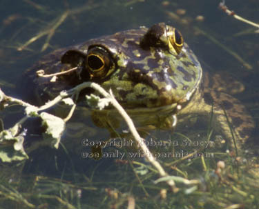 bullfrog