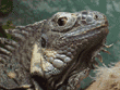 green iguana