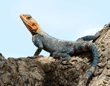 agama lizard, male