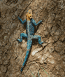 male agama lizard