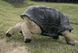 Aldabra tortoise