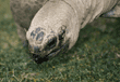 Aldabra tortoise