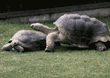 Aldabra tortoises