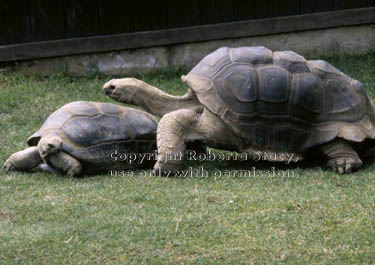 Aldabra tortoises