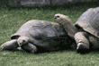 Aldabra tortoises