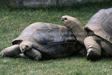 Aldabra tortoises