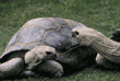 Aldabra tortoises