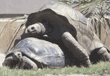 Aldabra tortoises