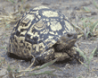 leopard tortoise Tanzania (East Africa)