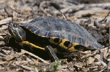 red-eared slider turtle