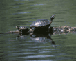 red-eared slider turtles