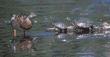 red-eared sliders & duck