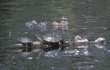 red-eared slider turtles