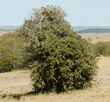 two secretary bird chicks in a nest at the top of a tree