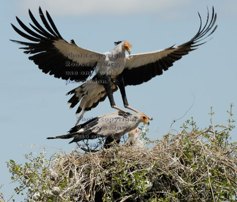 secretary bird parent landing on nest to feed its chicks