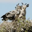 secretary bird chick winner and loser in their nest