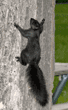 black squirrel going up tree