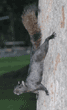 black squirrel coming down tree
