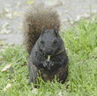 black squirrel eating