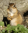 eastern chipmunk standing