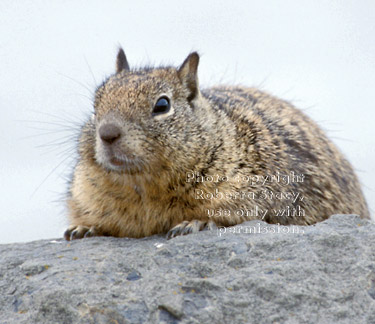 California ground squirrel