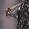 red squirrel (pine squirrel, chickaree)